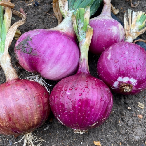 Red Onion Ruby Red